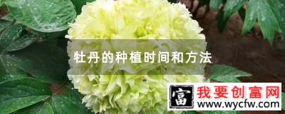 牡丹的种植时间和方法