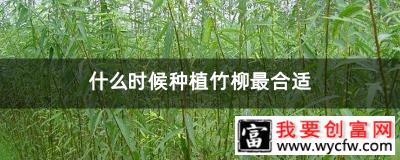 什么时候种植竹柳最合适