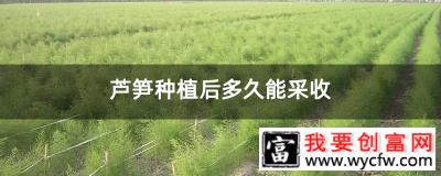 芦笋种植后多久能采收