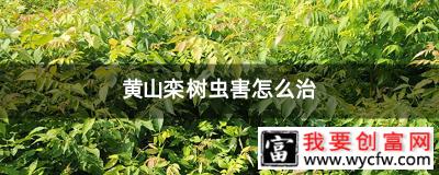 黄山栾树虫害怎么治