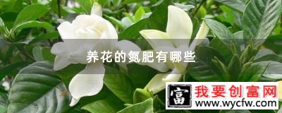 养花的氮肥有哪些