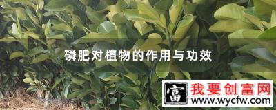 磷肥对植物的作用与功效