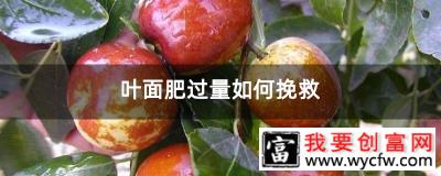 叶面肥过量如何挽救