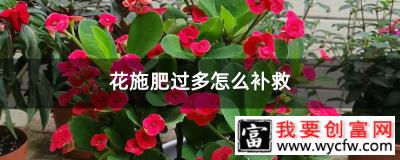 花施肥过多怎么补救