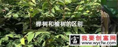 榉树和榆树的区别