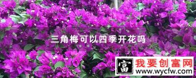 三角梅可以四季开花吗