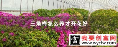 三角梅怎么养才开花好