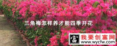 三角梅怎样养才能四季开花