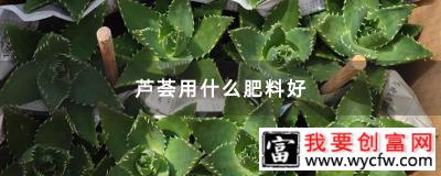 芦荟用什么肥料好