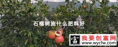 石榴树施什么肥料好