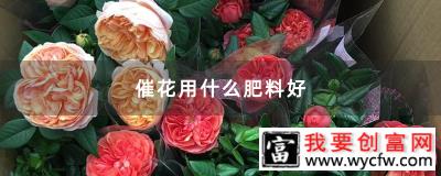 催花用什么肥料好