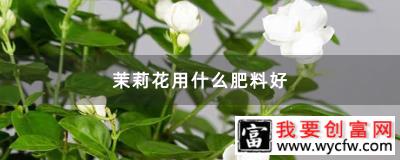 茉莉花用什么肥料好