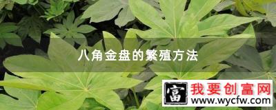 八角金盘的繁殖方法