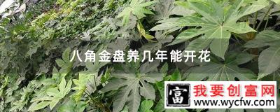 八角金盘养几年能开花