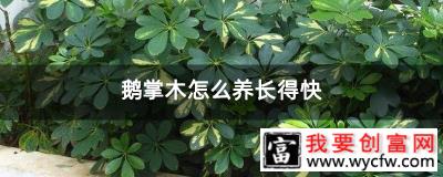 鹅掌木怎么养长得快