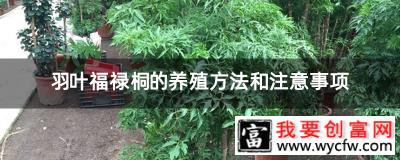 羽叶福禄桐的养殖方法和注意事项