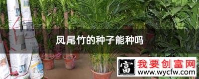 凤尾竹的种子能种吗