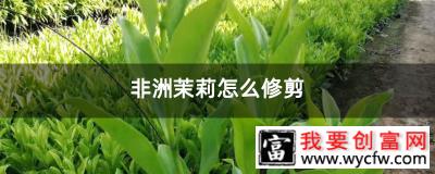 非洲茉莉怎么修剪