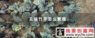 孔雀竹芋怎么繁殖