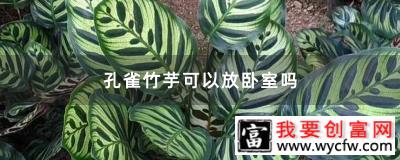 孔雀竹芋可以放卧室吗