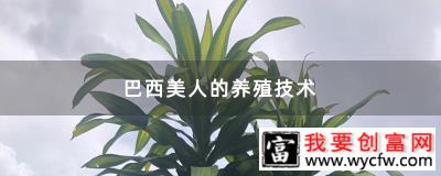 巴西美人的<a href=https://www.wycfw.com/yangzhi/ target=_blank class=infotextkey>养殖技术</a>