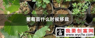 葡萄苗什么时候移栽