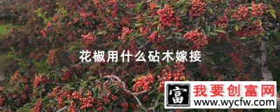 花椒用什么砧木嫁接