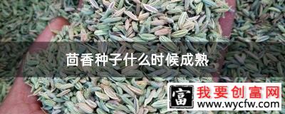 茴香种子什么时候成熟