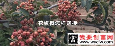 花椒树怎样嫁接