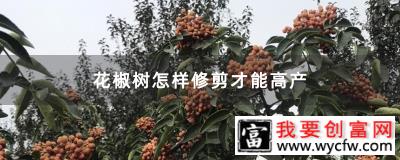 花椒树怎样修剪才能高产