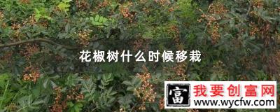 花椒树什么时候移栽