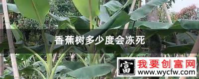 香蕉树多少度会冻死