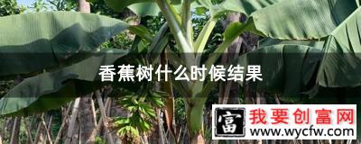 香蕉树什么时候结果