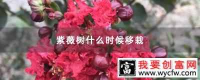 紫薇树什么时候移栽