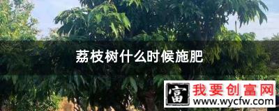 荔枝树什么时候施肥