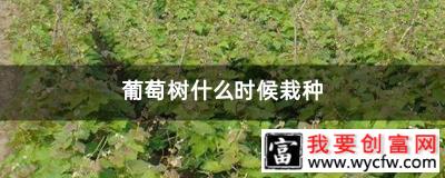 葡萄树什么时候栽种