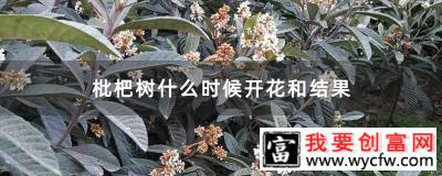 枇杷树什么时候开花和结果