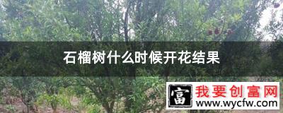 石榴树什么时候开花结果