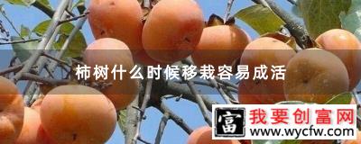 柿树什么时候移栽容易成活