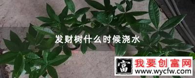 发财树什么时候浇水