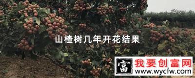 山楂树几年开花结果