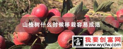 山楂树什么时候移栽容易成活