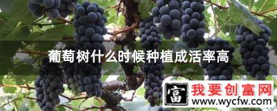 葡萄树什么时候种植成活率高