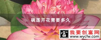 碗莲开花需要多久