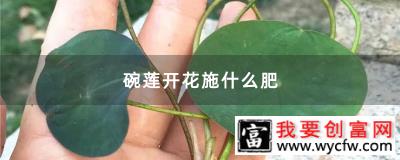 碗莲开花施什么肥