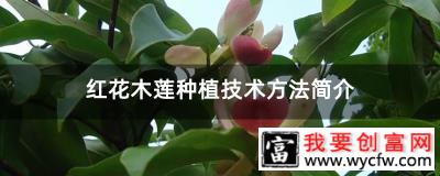 红花木莲种植技术方法简介