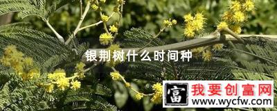 银荆树什么时间种