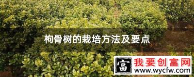 枸骨树的栽培方法及要点