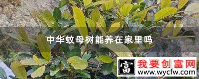 中华蚊母树能养在家里吗