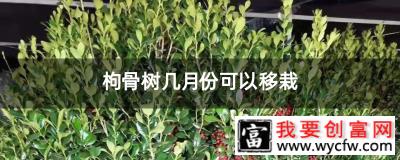 枸骨树几月份可以移栽